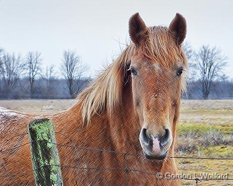 Friendly Horse_DSCF00518.jpg - Photographed near Kilmarnock, Ontario, Canada.